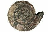 Iridescent, Pyritized Ammonite (Speetoniceras) Fossil #228075-1